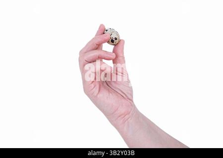 Gros plan photo d'une femme tenant l'oeuf de caille dans ses mains isolé sur fond blanc. Oeufs de ferme biologique. Mise au point sélective. Main femelle avec oeuf. Copier sp Banque D'Images
