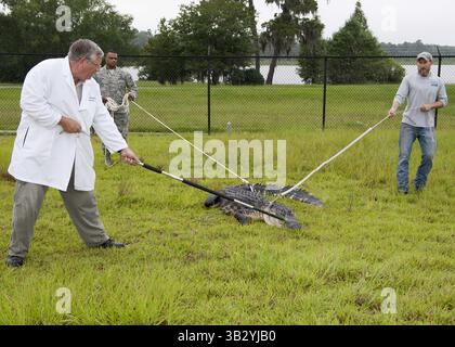 29 novembre 2009 - Moodly Air Force base, GA, États-Unis d'Amérique - un biologiste de l'USDA assisté par un aviateur de l'US Air Force capture un alligator nuisible le 25 juillet 2013 à Moody Air Force base, GA., le 25 juillet 2013. L'alligator a dû être déplacé après avoir perdu la peur des gens en raison de l'alimentation illégale. (Crédit image : © Senior Airman Jarrod Grammel/Planet Pix via ZUMA Wire) Banque D'Images