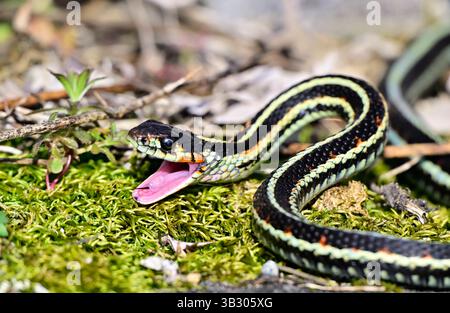 Un serpent à jarretière commun 'Thamnophis sirtalis', prêt à frapper avec sa bouche ouverte sur une plage Île de Vancouver Colombie-Britannique Canada. Banque D'Images