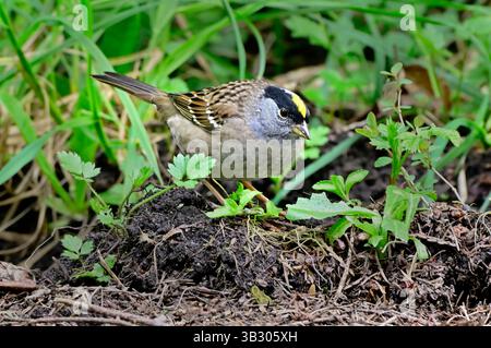 Un Moineau couronné d'or 'Zonotrichi atricapilla', qui se nourrit d'oiseaux sur le sol pour trouver des graines sur la côte de l'île de Vancouver Colombie-Britannique Canada Banque D'Images