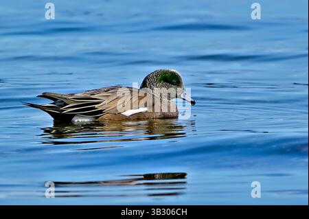 Un mâle américain Wigeon, 'Mareca americana', nageant dans l'eau de la côte Pacifique près de l'île de Vancouver Colombie-Britannique, Canada. Banque D'Images