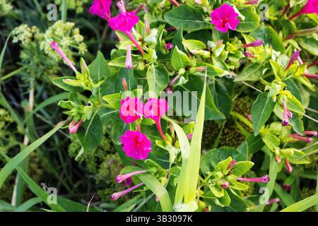 Merveille rose du Pérou ou fleur de quatre heures (mirabilis jalapa) poussant à l'état sauvage à Minorque Banque D'Images