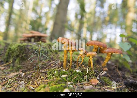 Faire revenir les champignons dans la forêt de groupe Banque D'Images