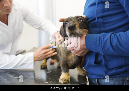 Petit teckel est d'avoir peur pour le vétérinaire Banque D'Images