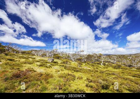 Vue sur le paysage le long du Porcupine Walking Track un jour d'été dans le parc national de Kosciuszko, Snowy Mountains, Nouvelle-Galles du Sud, Australie, Océanie Banque D'Images