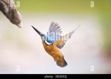 Vol kingfisher commun dans l'air Banque D'Images