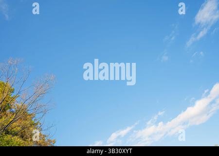 Une scène d'automne pittoresque avec un ciel bleu clair et des arbres légèrement colorés. Un moment simple et beau dans la nature qui transmet une atmosphère rafraîchissante Banque D'Images