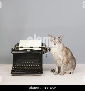 Chat Siamois et machine à écrire antique sur fond gris en studio Banque D'Images