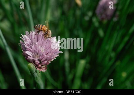 Abeille collectant le nectar sur une fleur de ciboulette en fleurs Banque D'Images