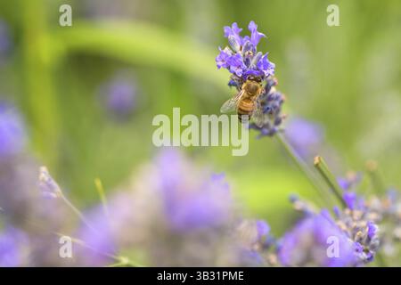 Moraillon violet Banque D'Images