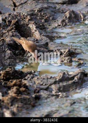 Un bec de cire commun, (Estrilda astrild) buvant dans une petite flaque boueuse après une tempête de pluie dans le Bush du parc national Kruger. Banque D'Images
