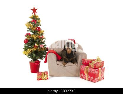 Teckel poil fil avec red hat de Santa Claus isolé sur fond blanc Banque D'Images