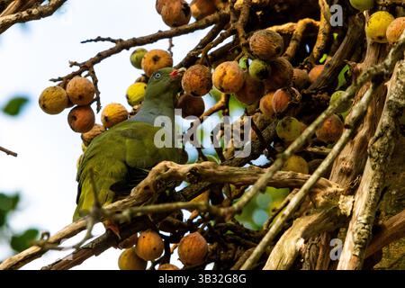 Un pigion vert africain parmi les fruits mûrs d'une figue sygamore, dans la forêt riveraine du parc national Kruger, Afrique du Sud. Banque D'Images