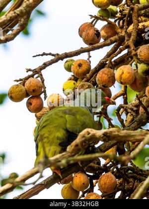 Pigeon vert africain parmi les fruits mûrs d'une figue sygamore, dans la forêt riveraine du parc national Kruger, Afrique du Sud. Banque D'Images