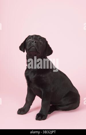 Adorable petit chiot labrador chocolat sur fond rose Banque D'Images