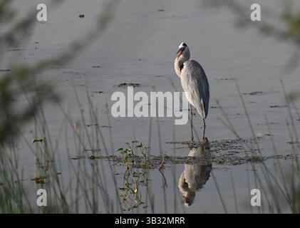 Un beau héron gris est vu debout dans les eaux peu profondes d'un lac de zone humide Banque D'Images