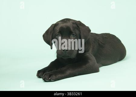 Adorable petit chiot labrador chocolat sur fond vert Banque D'Images