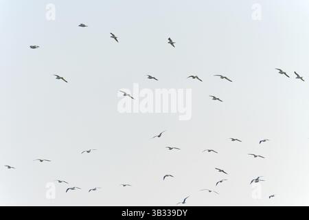 Le vol de mouettes à tête noire contre le ciel Banque D'Images