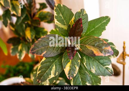 Belle fleur colorée. Graptophyllum pictum. Horizontal Banque D'Images