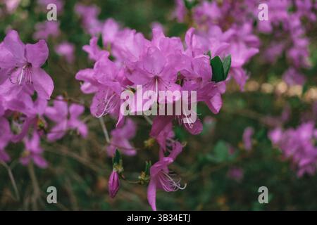 Vue rapprochée d'un groupe de fleurs de rhododendron violet clair en fleurs. Les fleurs sont le foyer central sur un fond flou de plus rhod Banque D'Images