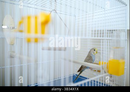Une jeune perruche bleu clair de Budgerigar Melopsittacus undulatus budgie en cage Banque D'Images