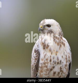 Blonde de nature commune buzzard Banque D'Images