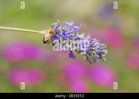 Moraillon violet Banque D'Images