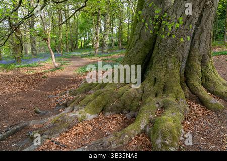 Bluebell Woodland à Little Hayfield dans le Peak District, Derbyshire, Angleterre Banque D'Images