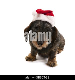 Teckel poil fil avec red hat de Santa Claus isolé sur fond blanc Banque D'Images