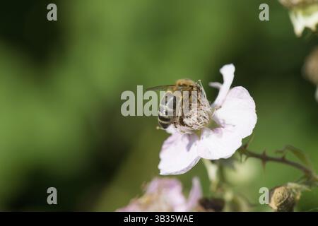 Abeille sur des fleurs roses de mûres sur Bush Banque D'Images