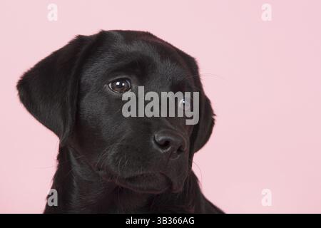 Adorable petit chiot labrador chocolat sur fond rose Banque D'Images