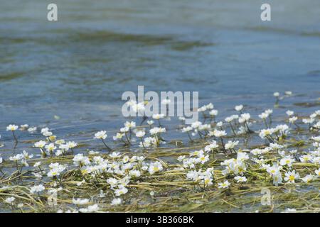 Grenouille commune dans l'eau Banque D'Images