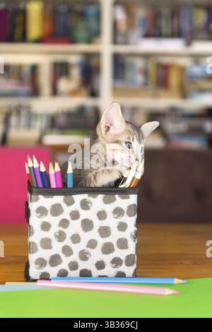Tabby peu jouer avec des crayons de couleurs en décoration intérieure Banque D'Images