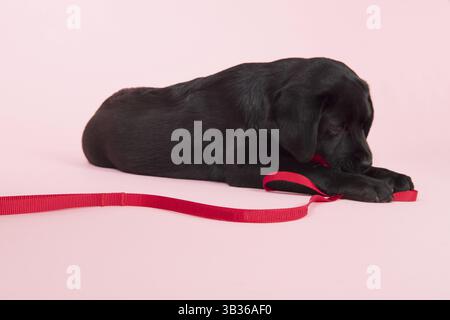 Adorable petit chiot labrador chocolat avec laisse sur fond rose Banque D'Images