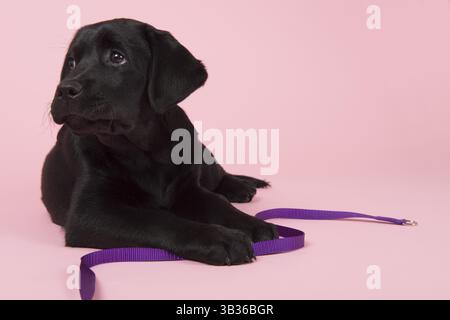 Adorable petit chiot labrador chocolat avec laisse sur fond rose Banque D'Images