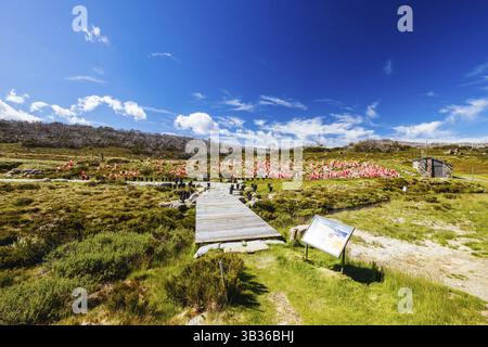 Vue sur le paysage le long du Porcupine Walking Track un jour d'été dans le parc national de Kosciuszko, Snowy Mountains, Nouvelle-Galles du Sud, Australie, Océanie Banque D'Images