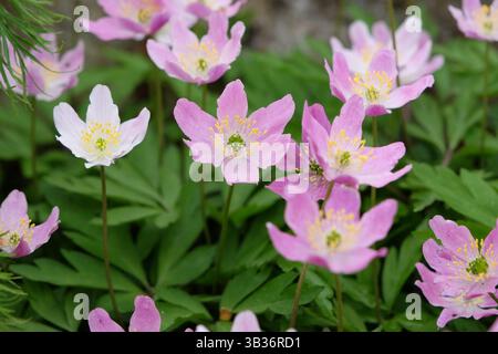 Rose Anemonoides nemorosa, l'anémone du bois, en fleur. Banque D'Images