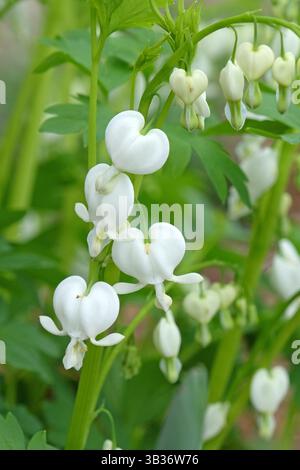 Lamprocapnos spectabilis blanc, cœur saignant, « Alba » en fleur. Banque D'Images