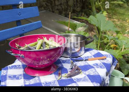 Pois Marrowfat et pois verts en passoire rose sur banc bleu dans le potager Banque D'Images