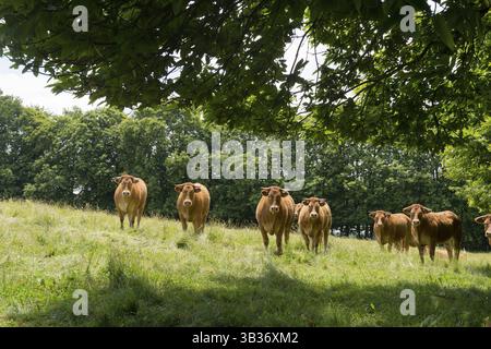 Troupeau de vaches dans les champs du Limousin Banque D'Images