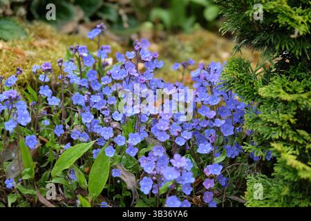 Bleu vif Omphalodes cappadocica « Cherry Ingram », également connu sous le nom d’armoise navale de Cappadoce, en fleur. Banque D'Images