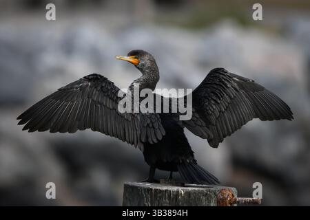 Un cormoran à double crête sèche ses ailes près de la jetée de Simons, Brunswick Georgia. Banque D'Images