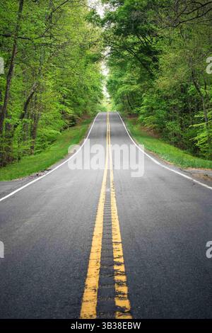 Route avec des lignes de séparation jaunes sur asphalte menant vers les arbres Banque D'Images