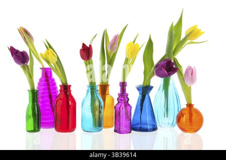 Tulipes colorées une par une dans différents vases en verre Banque D'Images