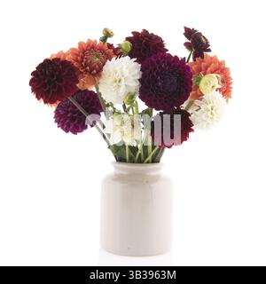 Bouquet Dahlias coloré dans vase isolé sur fond blanc Banque D'Images