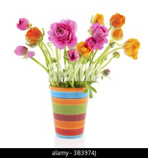 Bouquet de renoncules colorées en vase isolé sur fond blanc Banque D'Images