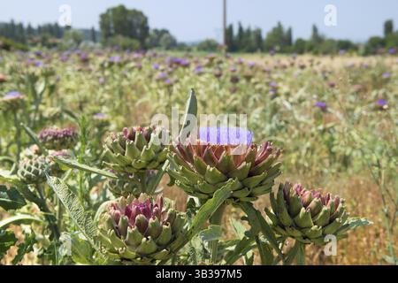 Artisan fleuri de champ avec des fleurs violettes Banque D'Images