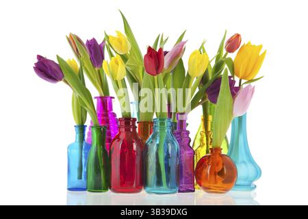 Tulipes colorées une par une dans différents vases en verre Banque D'Images