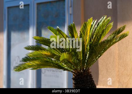 Gros plan des feuilles de palmier contre la construction en plein soleil Banque D'Images