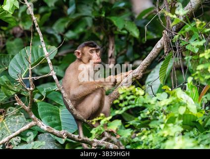 Macaque à queue de cochon du sud - Macaca nemestrina - à Sabah, Bornéo, Malaisie Banque D'Images